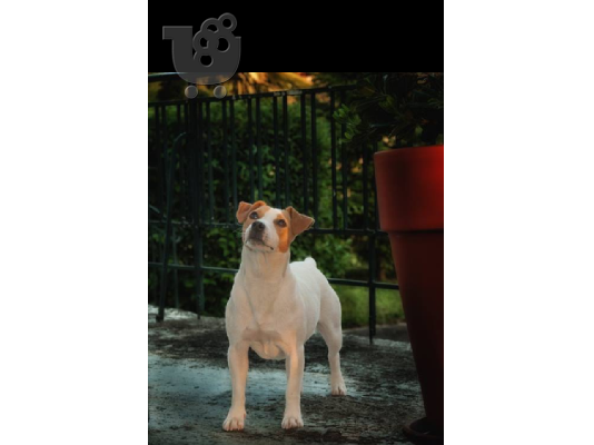 PoulaTo: jack russell